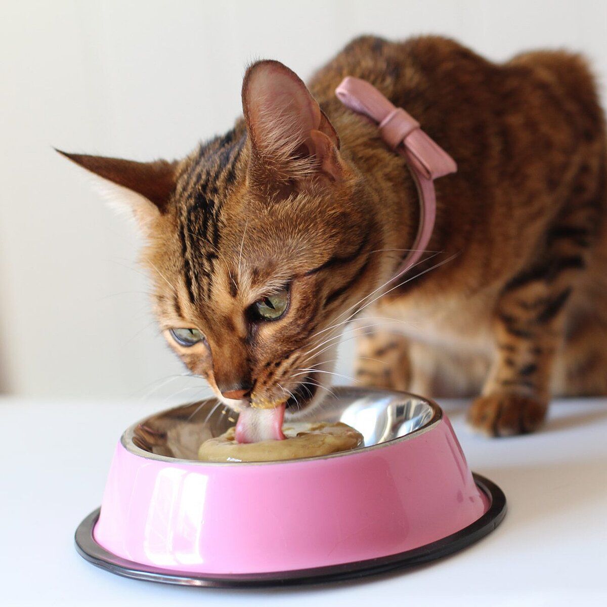 Premium Organic Cat Food